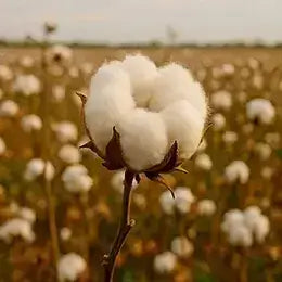 Banner Hilo de Angora