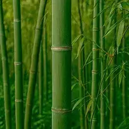 Banner Hilo de Bambu