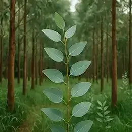 Banner Hilo con Lyocell - Tencel